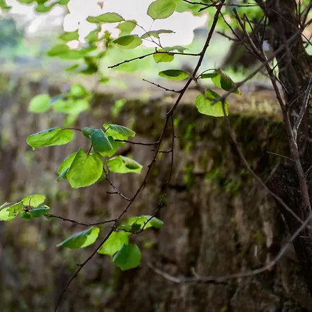 아파트호텔 Razis 티실리비